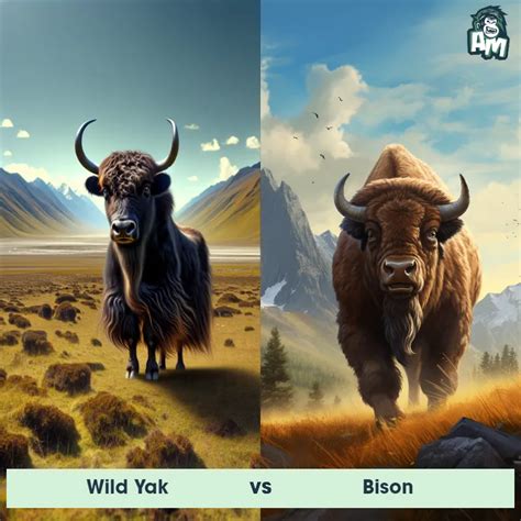 bison vs yak who would win|Moose vs. Bison: Epic Animal Showdown .